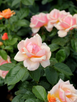 Róża wielkokwiatowa 'Prof. Kownas'