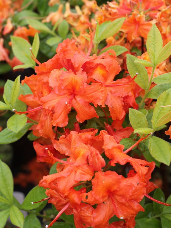 Azalia wielkokwiatowa 'Gibraltar'