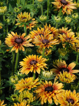 Rudbekia Flamenco® 'Apricot'