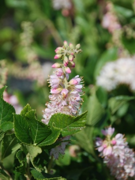 orszelina-olcholistna-pink-spire_12.jpg