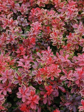 Berberys Thunberga 'Admiration' PBR