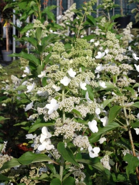 Hortensja bukietowa 'Kyushu'