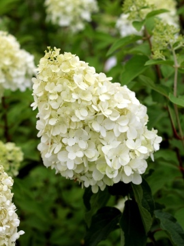 Hortensja bukietowa 'Polar Bear' PBR