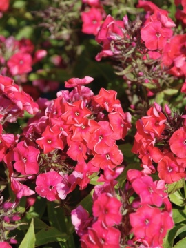 Floks wiechowaty Flame ® 'Coral'