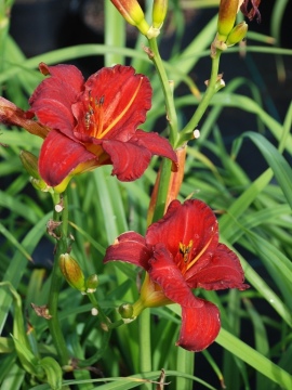 Liliowiec 'Chicago Apache'