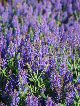 Szałwia omszona 'Blauhűgel'