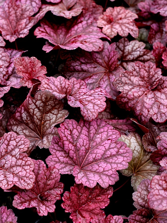 Żurawka 'Berry Smoothie'