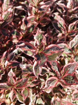 Krzewuszka 'Monet' PBR