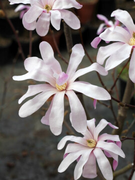 Magnolia gwiaździsta 'Rosea'