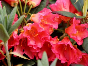 Różanecznik 'Vorwerk Abendsonne'