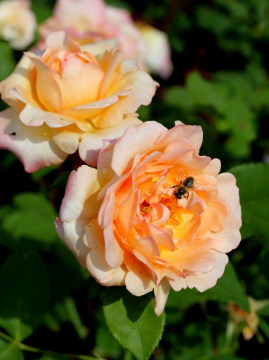 roza-wielkokwiatowa-apricot-nectar9.jpg
