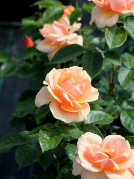 Róża wielkokwiatowa 'Prof. Kownas'