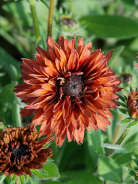 Rudbekia_Flamenco_Dark_Orange_5.jpg