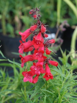 penstemon_magenta_red.jpg