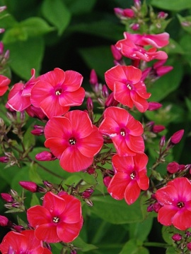 Floks wiechowaty Flame ® 'Coral'