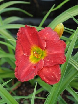 Liliowiec 'Chicago Apache'