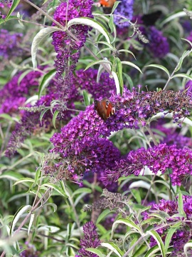 budleja-naho-purple0.jpg
