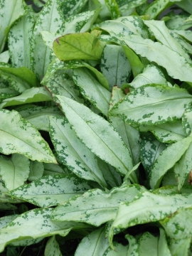 Miodunka 'Silver Bouquet' - liście