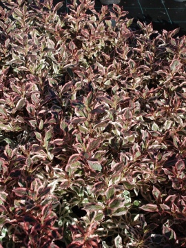 Krzewuszka 'Monet' PBR