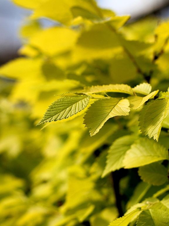 Wiąz syberyjski 'Aurea' BEIJING GOLD