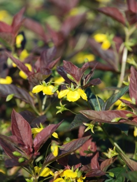 ółte kwiaty w kontraście z bordowymi liśćmi tojeści orzęsionej 'Firecracker'