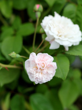 Róża pnąca 'Felicite et Perpetue'