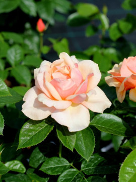 Róża wielkokwiatowa 'Prof. Kownas'