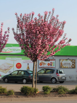 Wiśnia piłkowana 'Royal Burgundy'