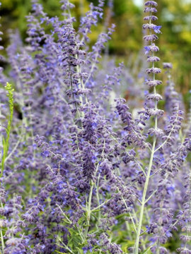 Perowskia łobodolistna 'Russian Sage'