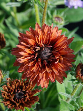 Rudbekia Flamenco® Dark Orange