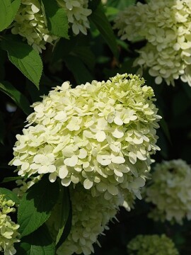 hortensja-bukietowa-limelight4.JPG
