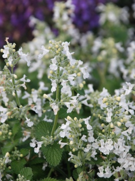 Kocimiętka Fassena 'Snowflake' 