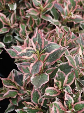 Krzewuszka 'Monet' PBR