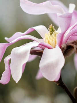 magnolia-gwiadzista-rosea.jpg