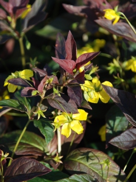 ółte kwiaty w kontraście z bordowymi liśćmi tojeści orzęsionej 'Firecracker'