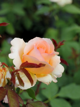 Róża wielkokwiatowa 'Apricot Nectar'