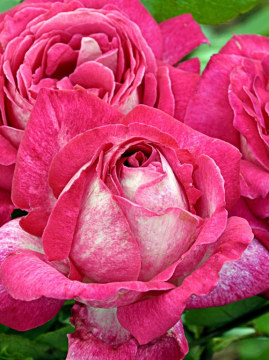 rose-gaujard1.jpg