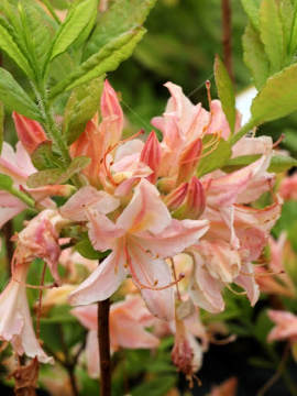 Azalia wielkokwiatowa 'Il Tasso'