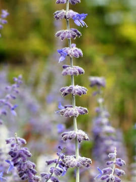 Perowskia łobodolistna 'Russian Sage'