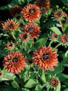 Rudbekia Flamenco® Dark Orange