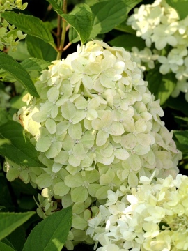 Hortensja bukietowa 'Limelight' PBR