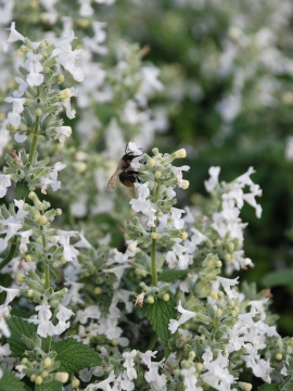 Kocimiętka Fassena 'Snowflake' 
