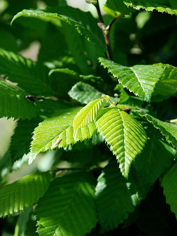 Grab pospolity 'Lucas'