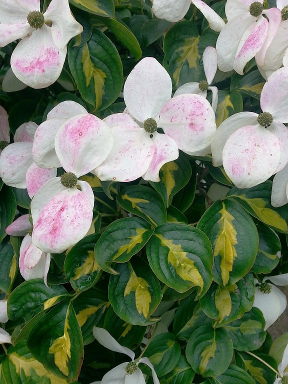 Dereń kousa 'Gold Star'