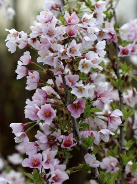 Wiśnia wczesna 'Kojou-No-Mai'