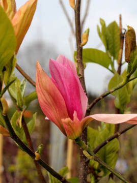 Pąk kwiatowy magnolii 'Daybreak'