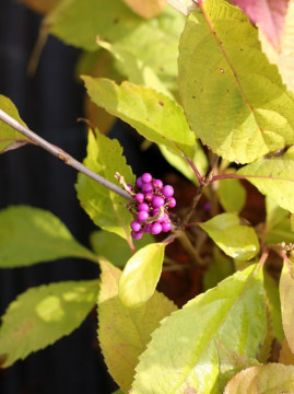 Pięknotka Bodiniera 'Profusion'