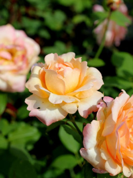 Róża wielkokwiatowa 'Apricot Nectar'