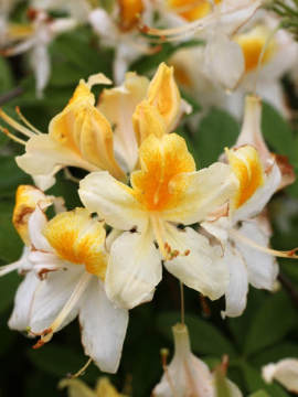 Azalia wielkokwiatowa 'Toucan'