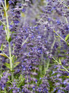 Perowskia łobodolistna 'Russian Sage'